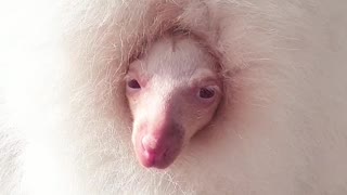 Albino Wallaby Wakes from Nap