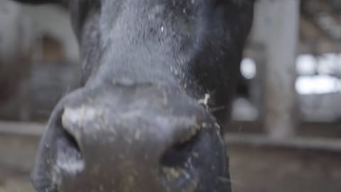 Calves feeding process on modern farm. Close up cow feeding on milk farm