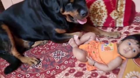 Dog protects baby.