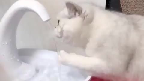 Funny Cat playing with water-try not to laugh