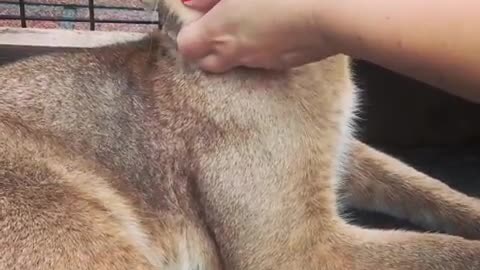 Cute Red Abyssinian Kitten is Enjoying Massage