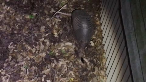 Armadillo visitor