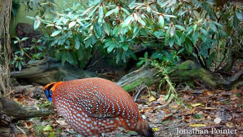 Beautiful Birds