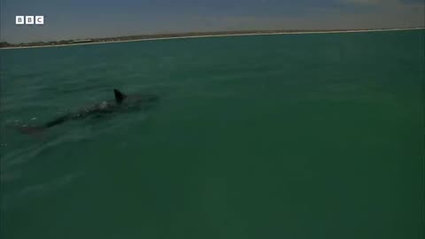 Samu the Baby Dolphin | Dolphins of Shark Bay | BBC Earth