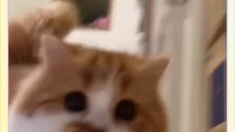 Come and see the cute kitten eat