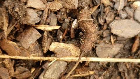 Weird Caterpillar with long pointed tail