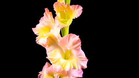 Flowers on a stem slowly opening their petals