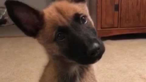 Cutest head tilt ever