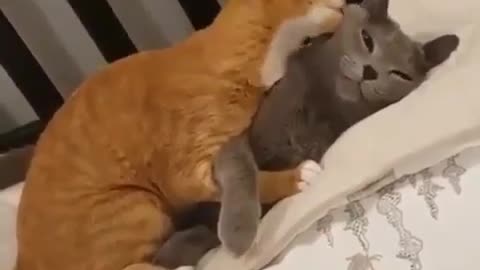 Cute cat couple | cat love 💓