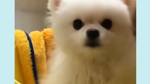 Cute Puppy Barking #shorts