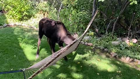 Moose Having Fun With Backyard Hammock