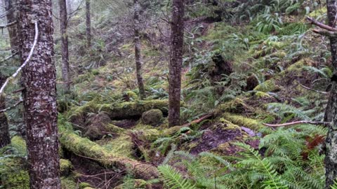 OUR FIRST ADVENTURE OF 2021: A GANG OF ELK & A NO NAME WATERFALLS