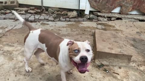 American Bully Tug Off War