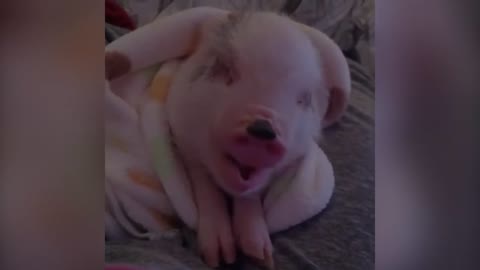 FUNNY & CUTE PIGS COMPILATION