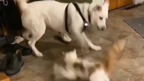 Funny kitty challenges dog in a fight and boom