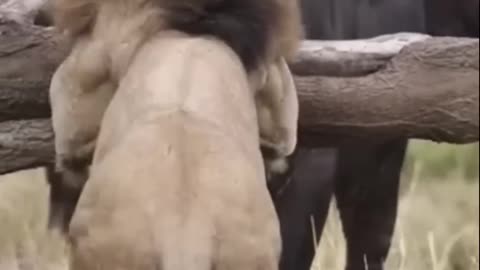 Buffalo and lion fight