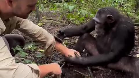 Unbelievable, how chimpanzee washed hand and drank water