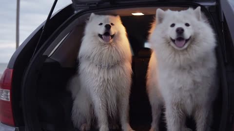 One cute samoyed dog is sitting in the car trunk while another one is jumping inside and barking