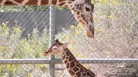 A cute baby giraffe was seen taking her very wobbly first steps outside