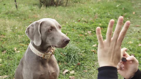 Dog Video