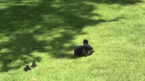 Loon Family on an Overland Adventure