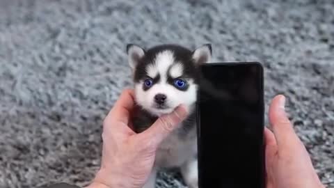 Cute Micro Husky Puppy ''Real'''