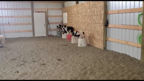 Impressive Display of Stock Dog Obedience