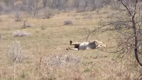 Wir śmierci w wykonaniu lwa. Tak samo jak zaszczepieni trucizną na covida ludzie...