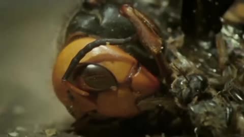 A group of bees take revenge on a hornet for eating one of t..