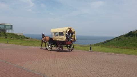 Jeju Island horse carriage experience