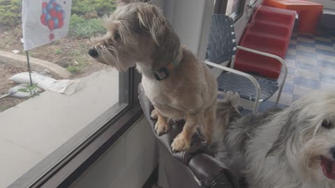 Little Bella and Hagrid relaxing at The Dog Club