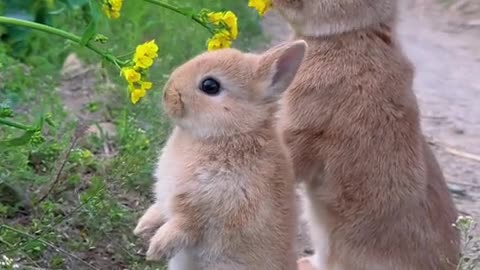 The cute little rabbit has arrived, and everywhere is full of vitality