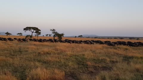 Tanzania Serengeti National Park - migration