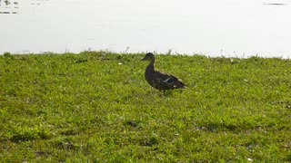 Lone Female Mallard