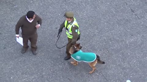 MUST SEE!! POLICE DOG ATTACKED BY PACK OF STRAY DOGS