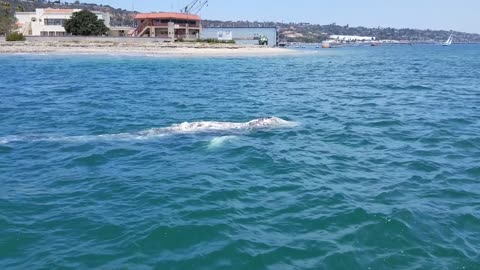 Baby Gray Whale in San Diego Bay - Pacifica Sailing Charters