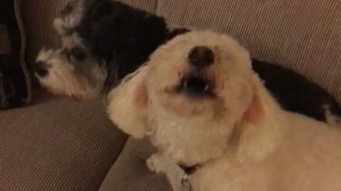 Dogs sing along to music