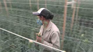 San Valentín lleno de flores colombianas