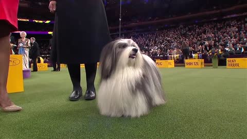 Toy Dogs get Judged at the WKC 2019 Dog Show!