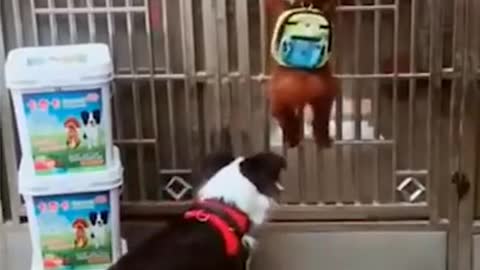 Smart dog 2021 try not to LAUGH!! #Shorts