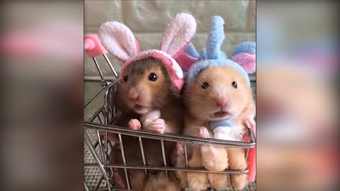 Cutest and funniest easter bunnies ever🐰🐰😂😂😂