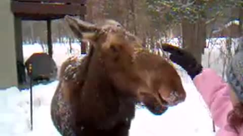 Hungry moose steals and eat food!