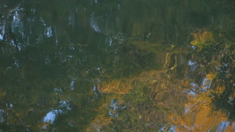 relaxing video Distorted Reflection Of Trees On A Calm Lake Surface.