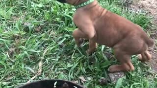 Phoenix Ridge Boxers Playtime outside!