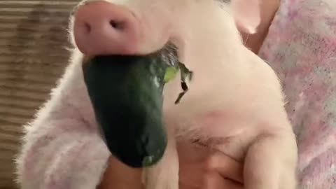 the piglet is hungry...