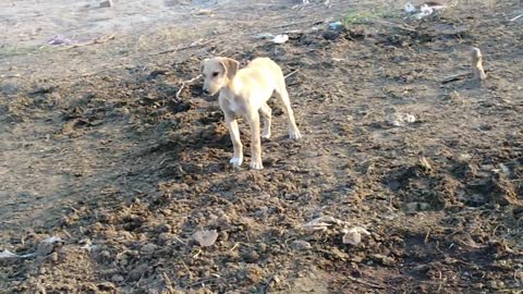 Little puppy back 1st then playing with boy