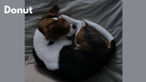 How Your Dog's Sleeping Position, Personality and Health