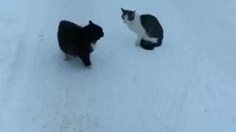 2 cats quarrel