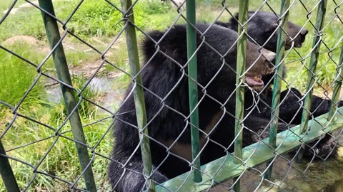 Bear video