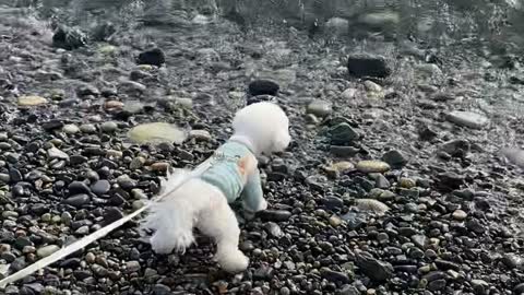 Dog fighting with the sea